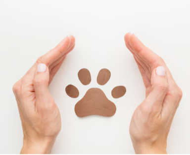 Read more about the article Nationwide or Healthy Paws: Which is the Better Cat Insurance for You?