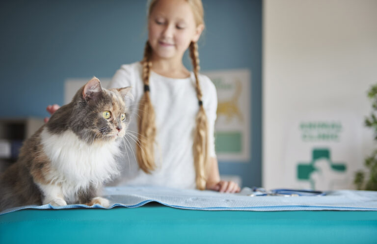 Read more about the article Why even indoor cats need cat insurance