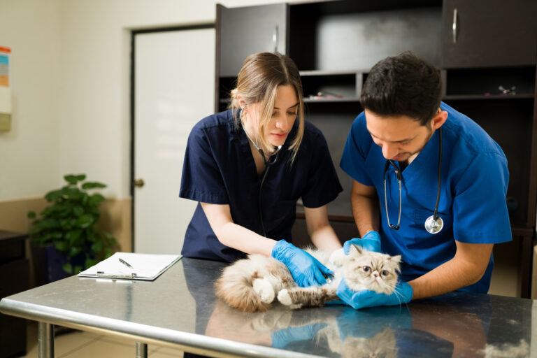 Read more about the article Top Reasons to Get Cat Insurance for Veterinary Emergencies