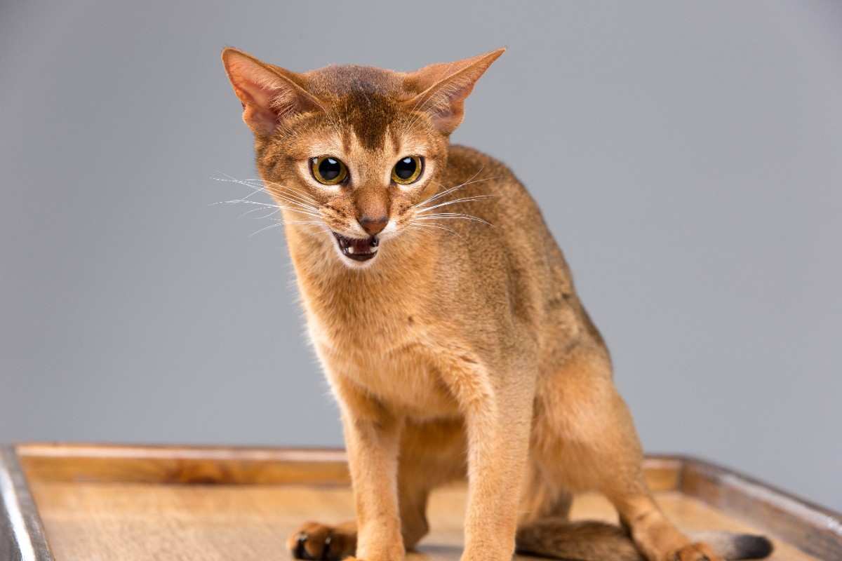 Read more about the article East TN Exotic Cats Discover Rare & Majestic Felines